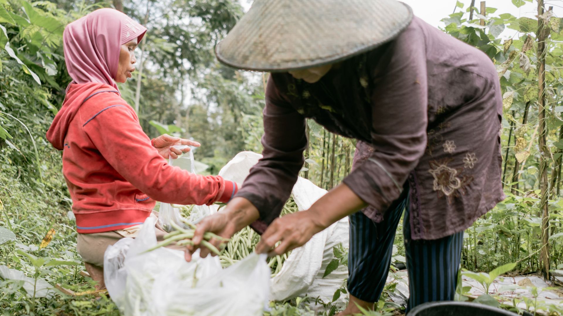 Panen Raya Buncis Organik Merayakan 1 Tahun Program Reksa Bumi Kolaborasi AirNav Indonesia dan Inovasi Muda
